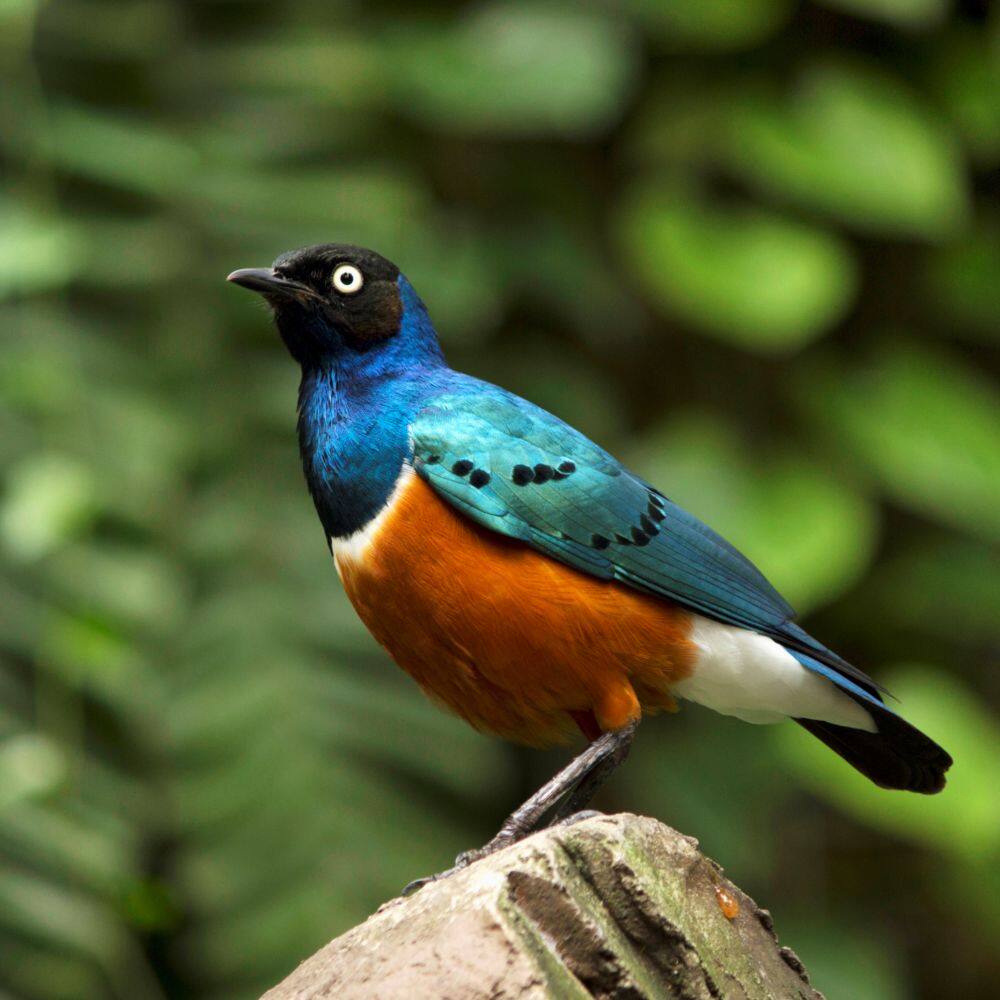 Palm tree decoration