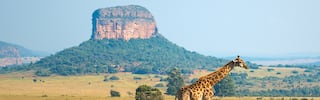 south africa giraffe