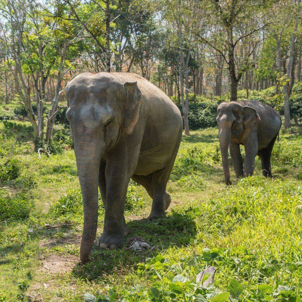 elephant at a rescue sanctuary in phuket 