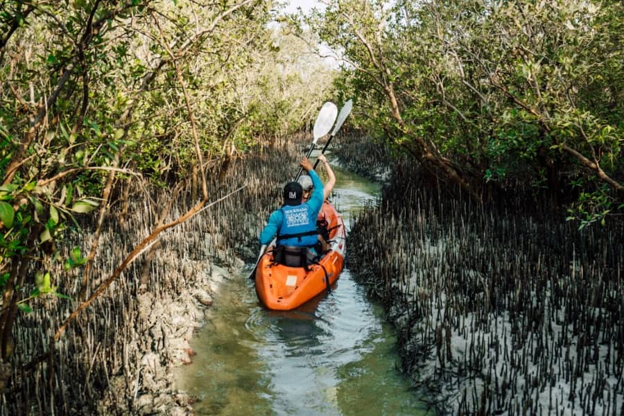 kayaking in the mangrove national park in abu dhabi