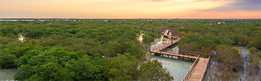 jubail mangroves