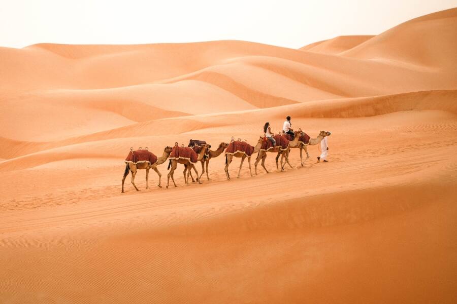 camels on desert safari in abu dhabi