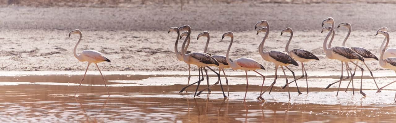 birds walking on the beach in abu dhabi