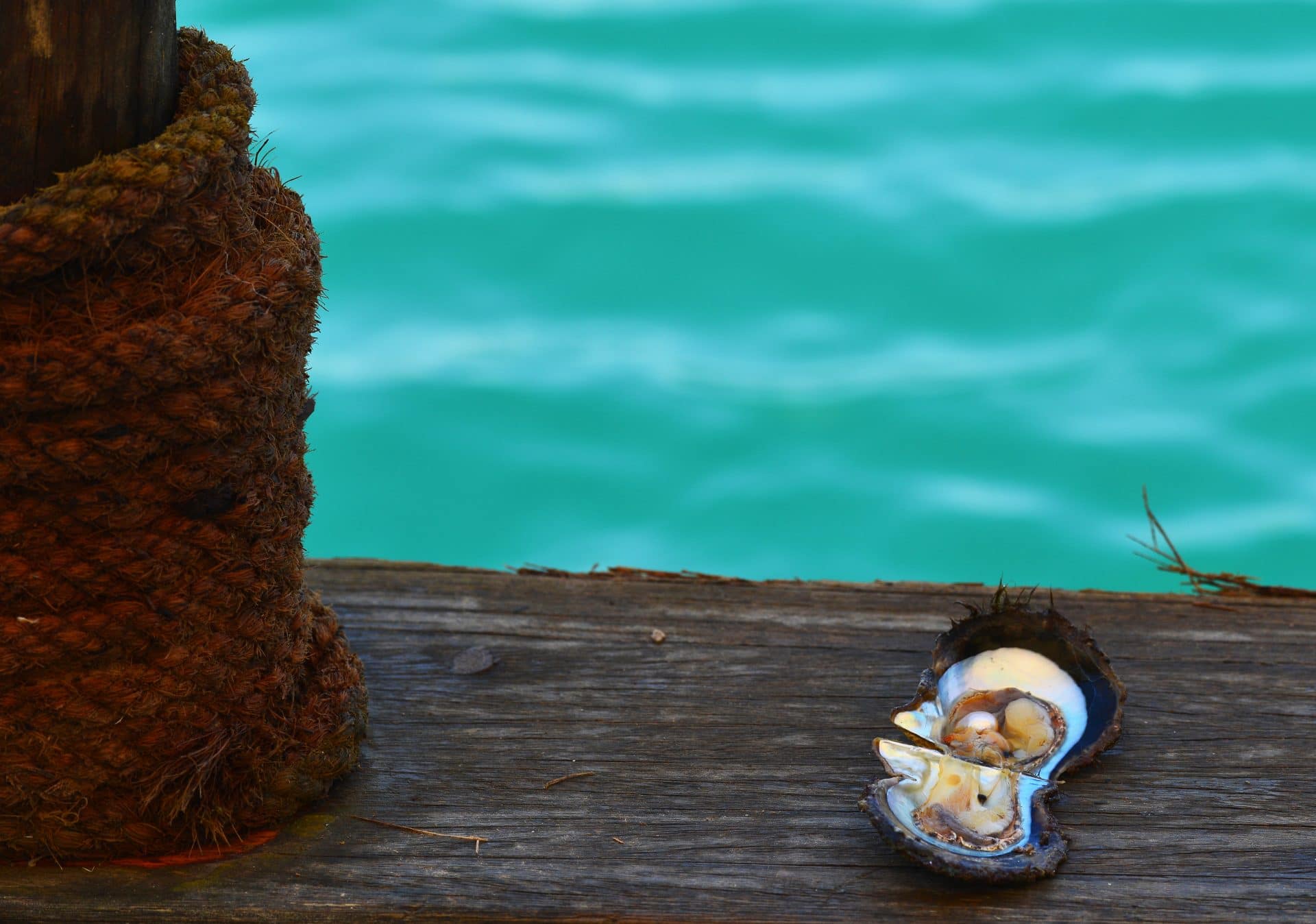 pearl inside an oyster