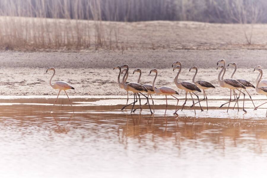 boat tour abu dhabi flamingos