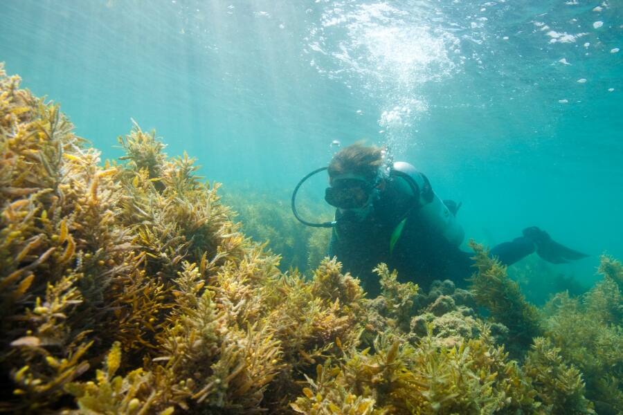 person diving near coral