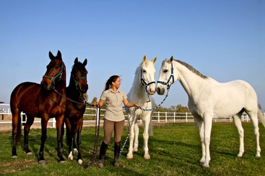 woman with four horses