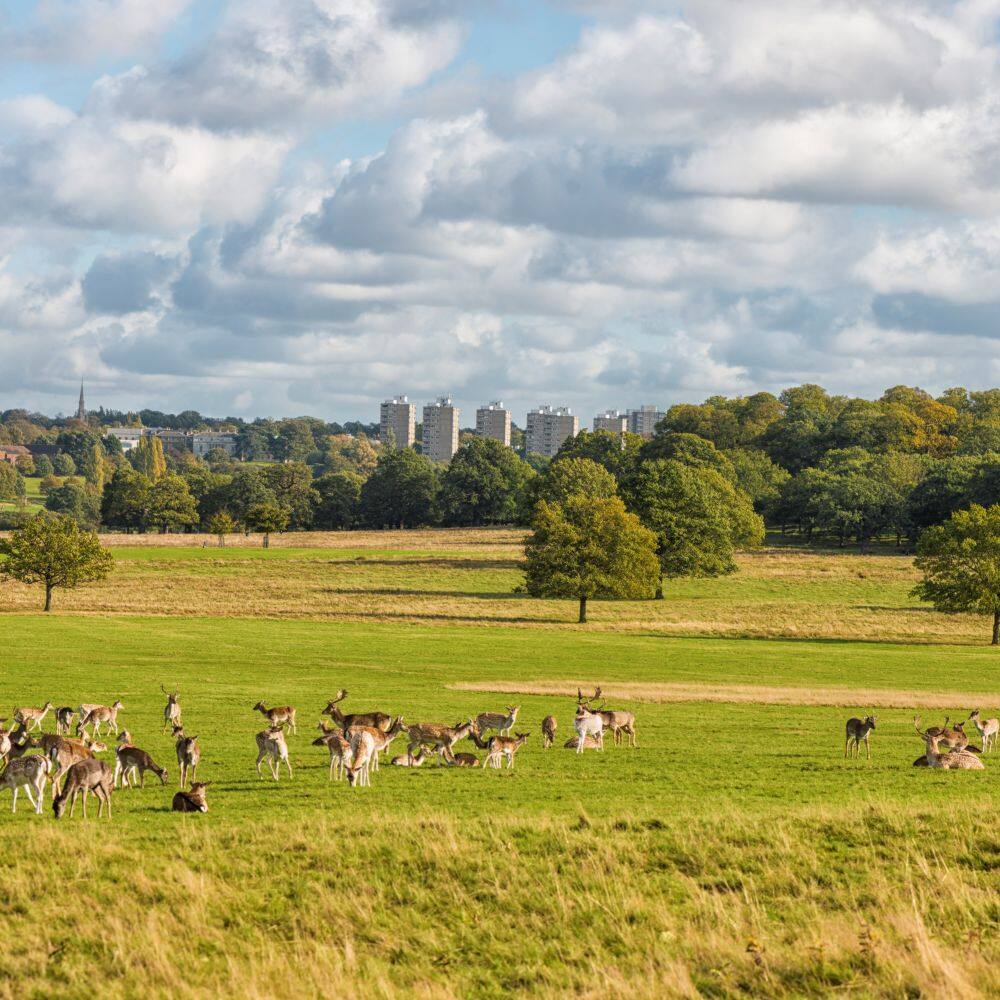 richmond park london 