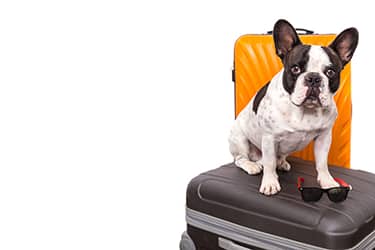 Fly your dog cross outlet country